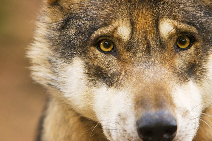 Die Spezis Wolf ist streng geschtzt. Foto: Wolfgang Tischler