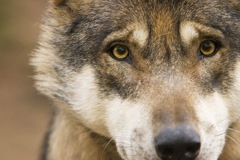 Lebt ein Wolf im Kreis Neuwied?