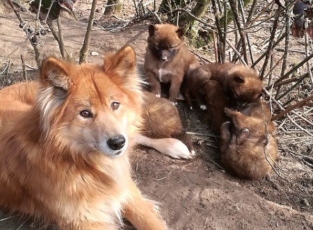 Internationale Wissenschaftlerin zu Gast bei Wolfswinkeler Hundetagen