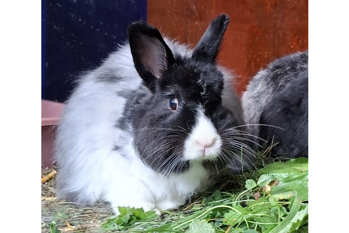 Kaninchen Wuschel (Foto: Tierschutz Siebengebirge/Beate Ditscheid)