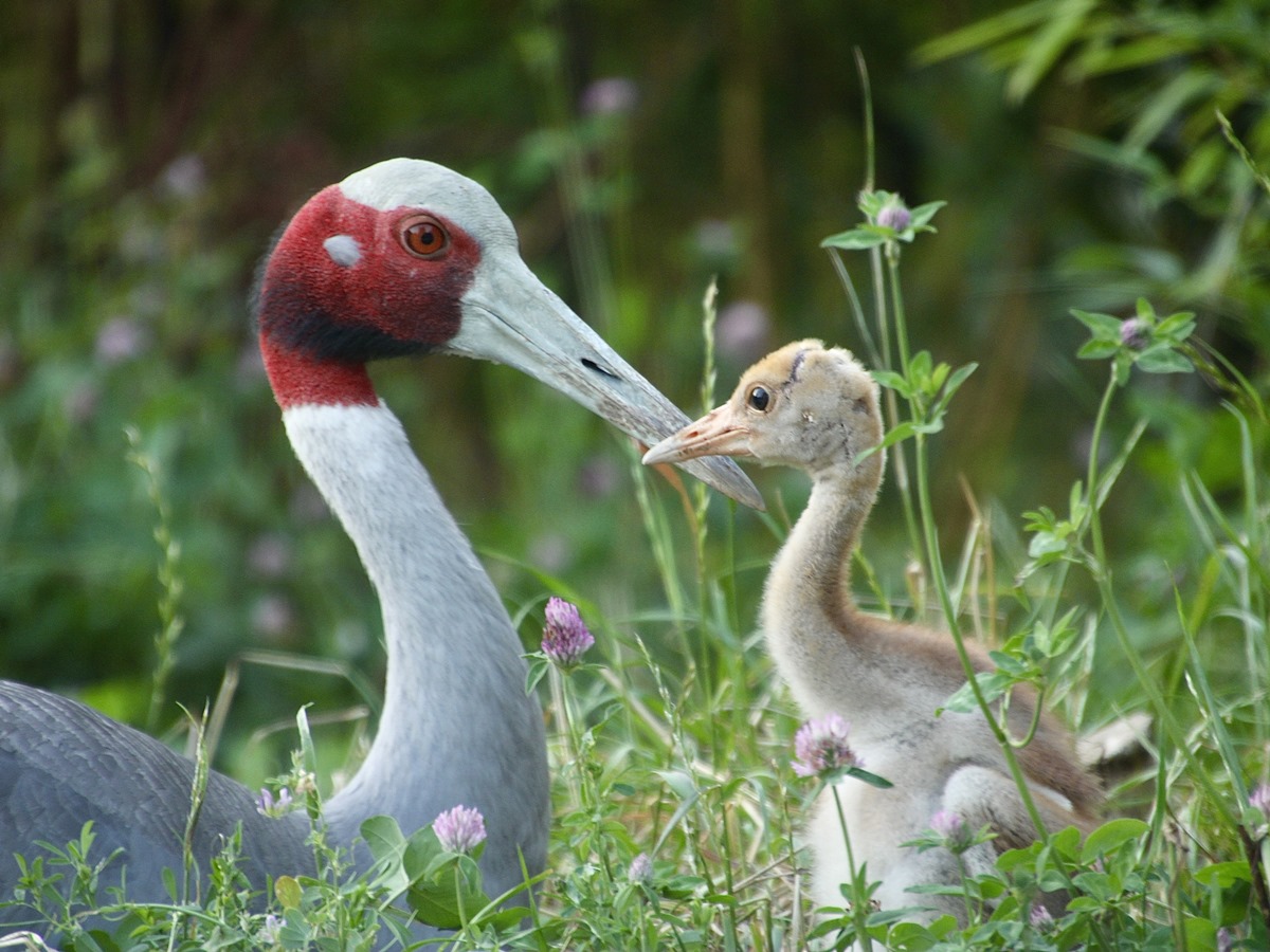 Die zwei Kken sind inzwischen mit ihrer Mutter auf dem neuen Gelnde (Foto: Ben Ulrich)