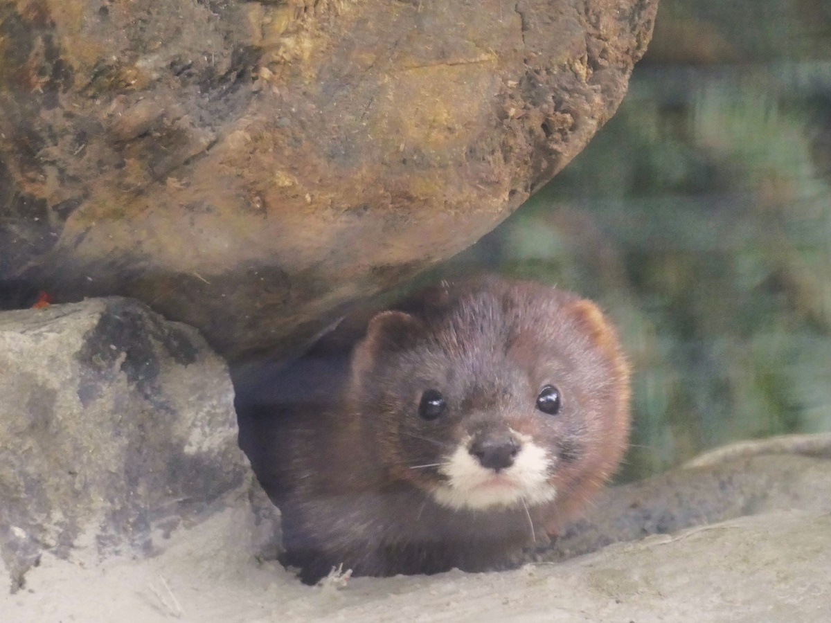 Die Fhe ist gut im Zoo Neuwied angekommen. (Foto: Zoo Neuwied)