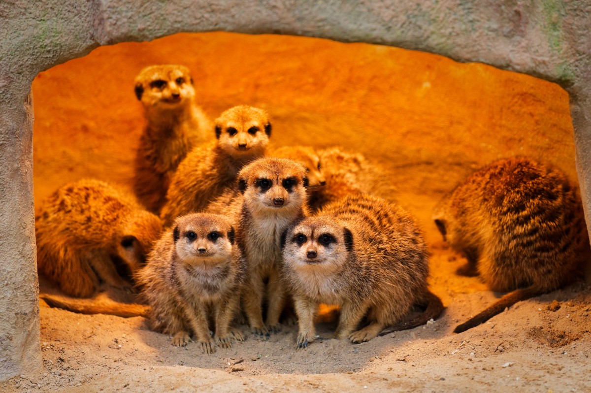 Herbst im Zoo Neuwied: Tierische Anpassungen an die kalte Jahreszeit