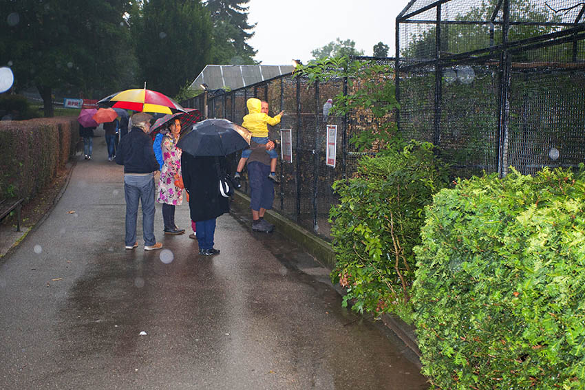 Lange Zoonacht lockte Besucher trotz Regen