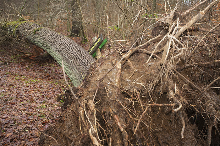 Dierdorfer Zwillingseiche vom Sturm gefllt