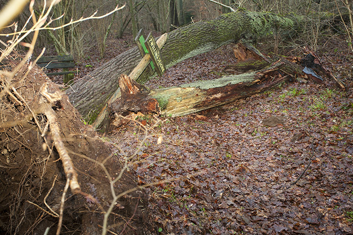 Die Zwillingseiche ist im letzten Winter einem Sturm zum Opfer gefallen. Archivfoto: Wolfgang Tischler