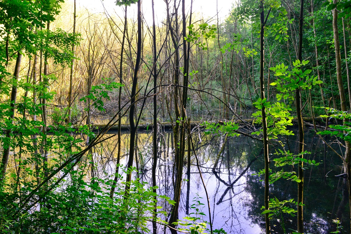 Bruchwald auf dem ehemaligen Gelnde der Heinrichshte in Pracht. (Fotos: Harry Neumann/Naturschutzinitiative (NI))