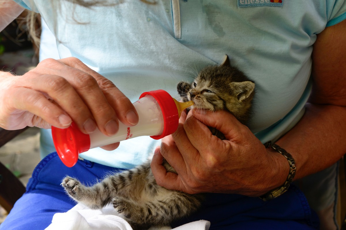 Ftterung der kleinen Wildkatze mit Welpenmilch (Fotos: Harry Neumann/Naturschutzinitiative e.V. (NI))