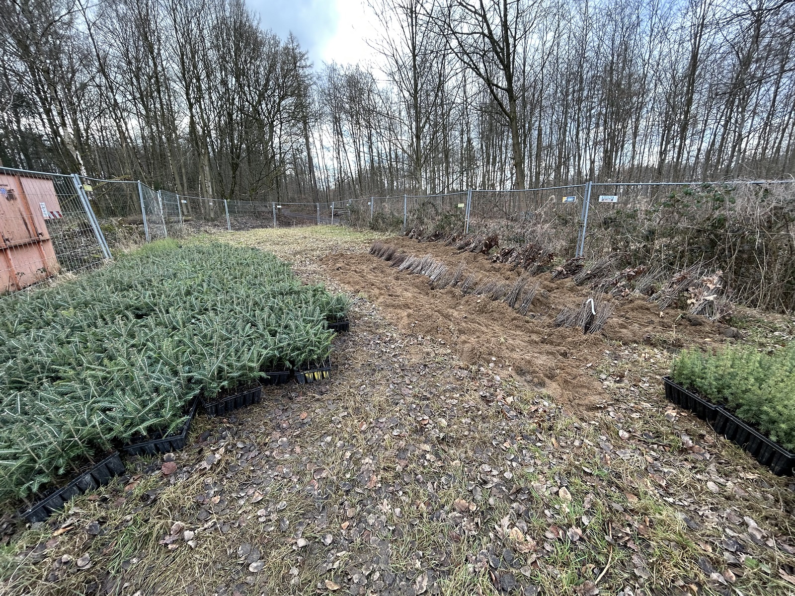 Zukunftswald in Bad Honnef: 11.000 neue Bume gepflanzt