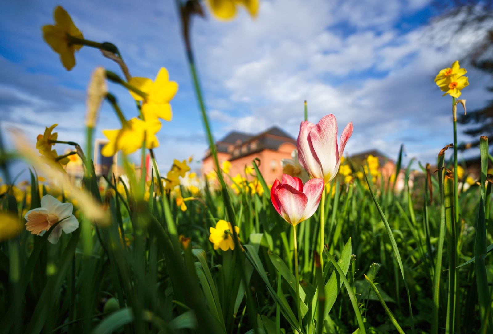 Frhlingserwachen in Rheinland-Pfalz: Sonnige Tage voraus