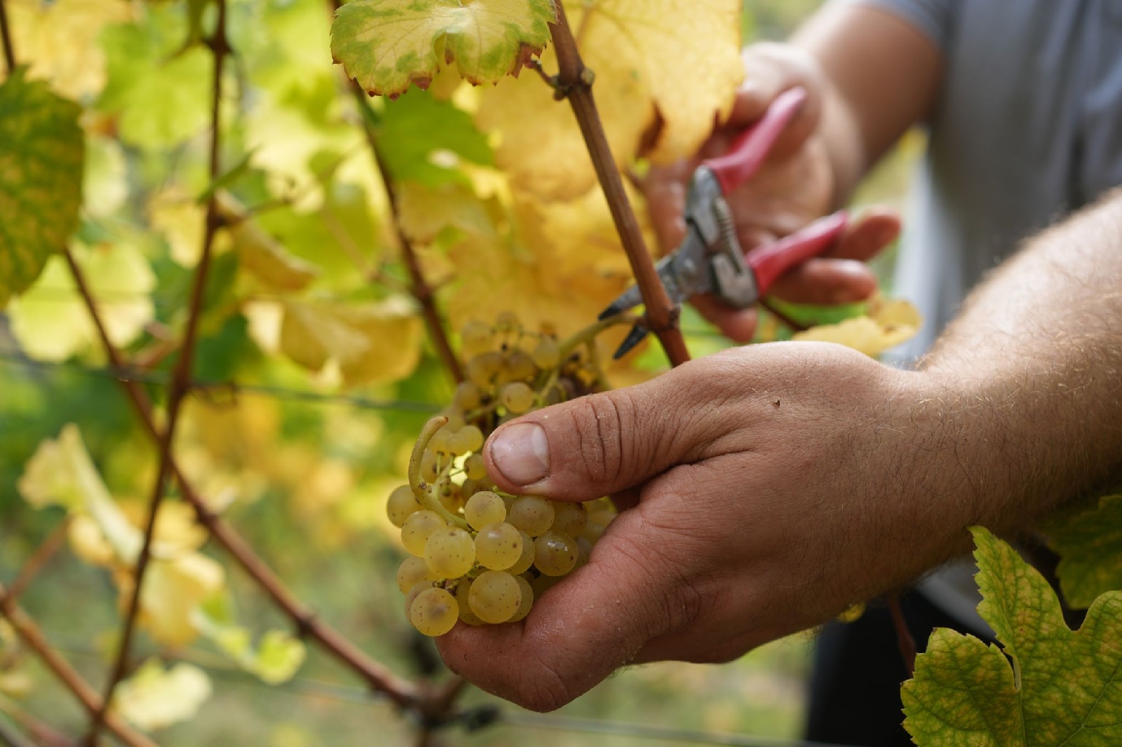 Weinabsatz in Deutschland rcklufig - Preise erstmals seit 2010 gesunken