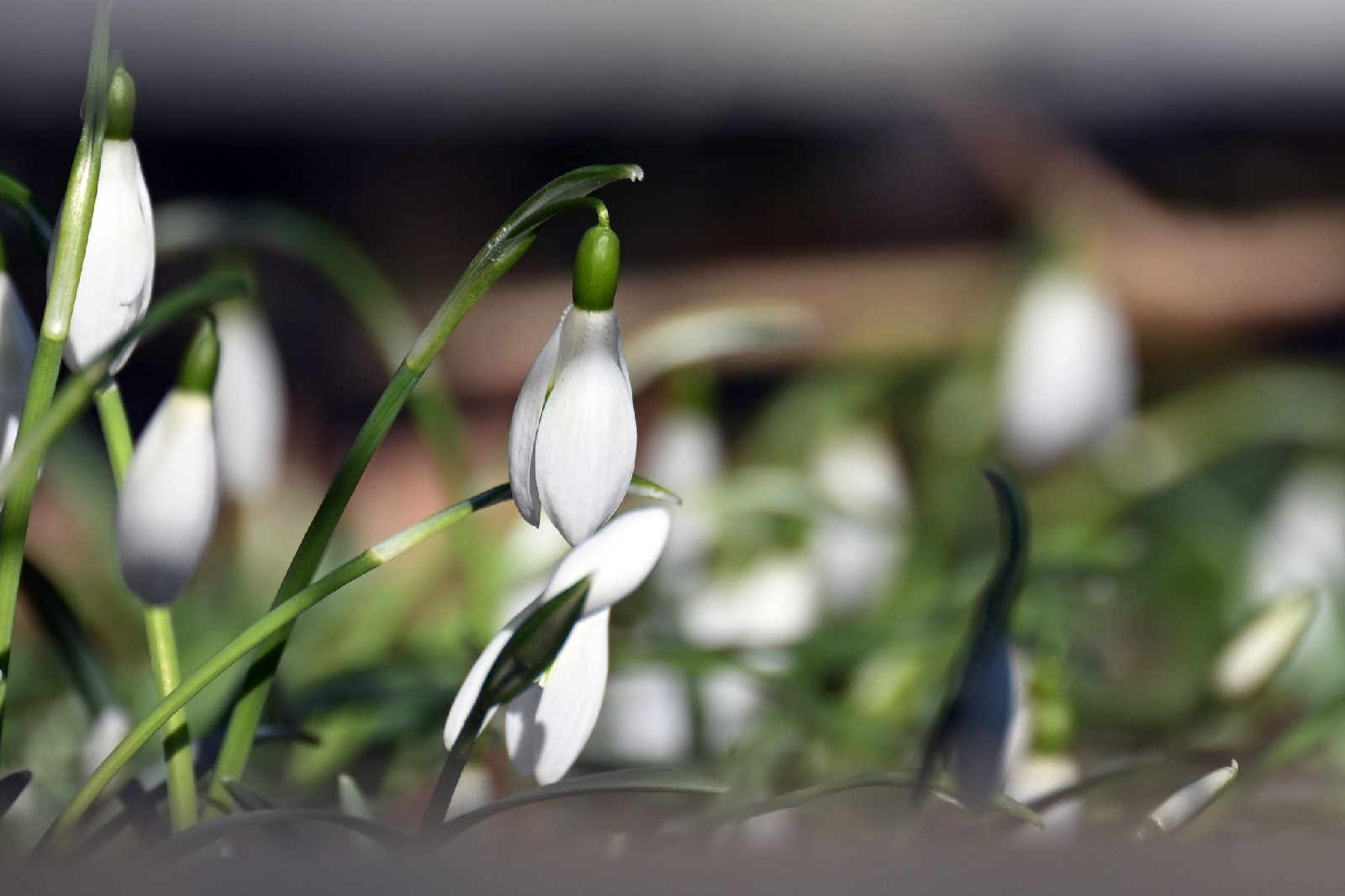 Die Sehnsucht nach dem Frhling. (Foto: Federico Gambarini/dpa)