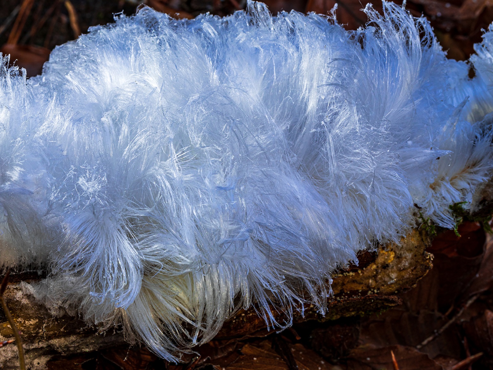 Ein kleines Wunder der Natur. (Quelle: Shutterstock)