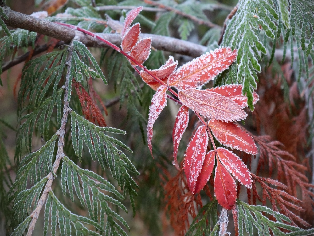 Das Wetter: Grauer Himmel, klamme Klte und ein "warmer" Vollmond am 3. Advent 