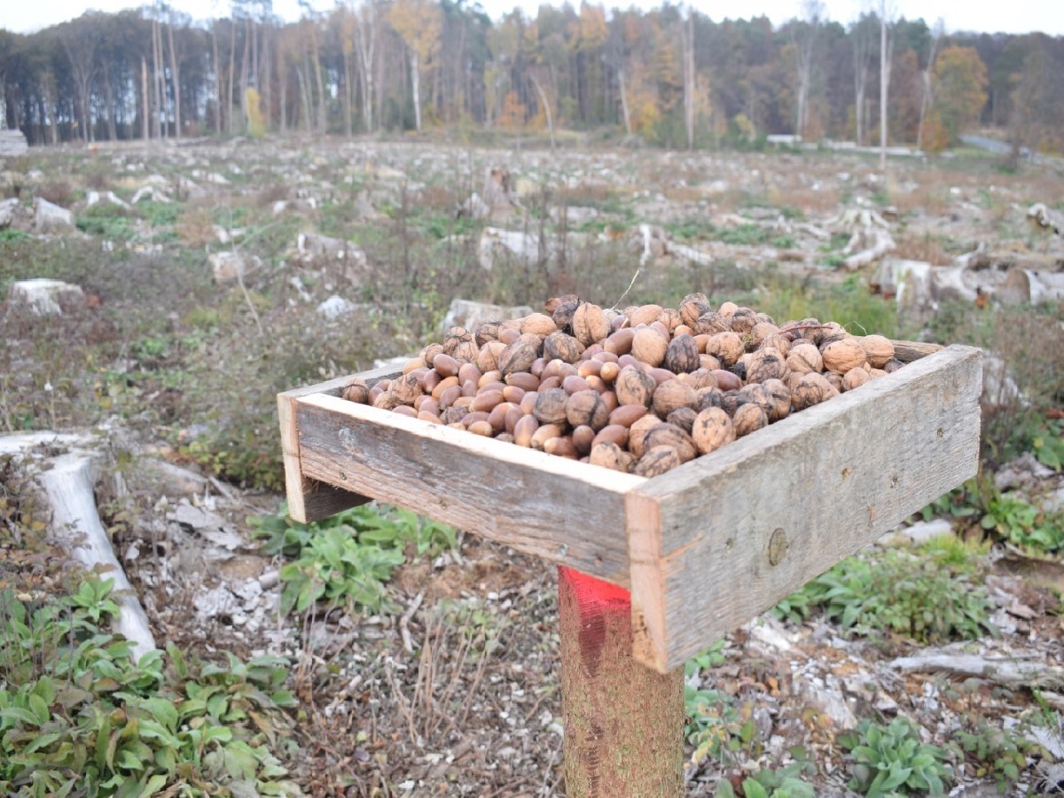 Der Tisch ist reichlich gedeckt mit den Samen von klimastabilen Baumarten wie Eichen und Walnubumen. (Foto: Cornelia Fronk)