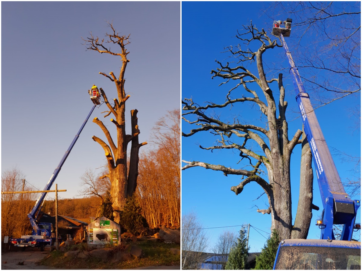 Die alte Eiche in Hagdorn wurde krzlich von Mitarbeitern des Hatzfeldtschen Forstbetriebes zurckgeschnitten. Sie soll als Mahnmal und Biotop erhalten bleiben, bis die Natur sie vollstndig zersetzt hat. (Foto: Haus Hatzfeldt)