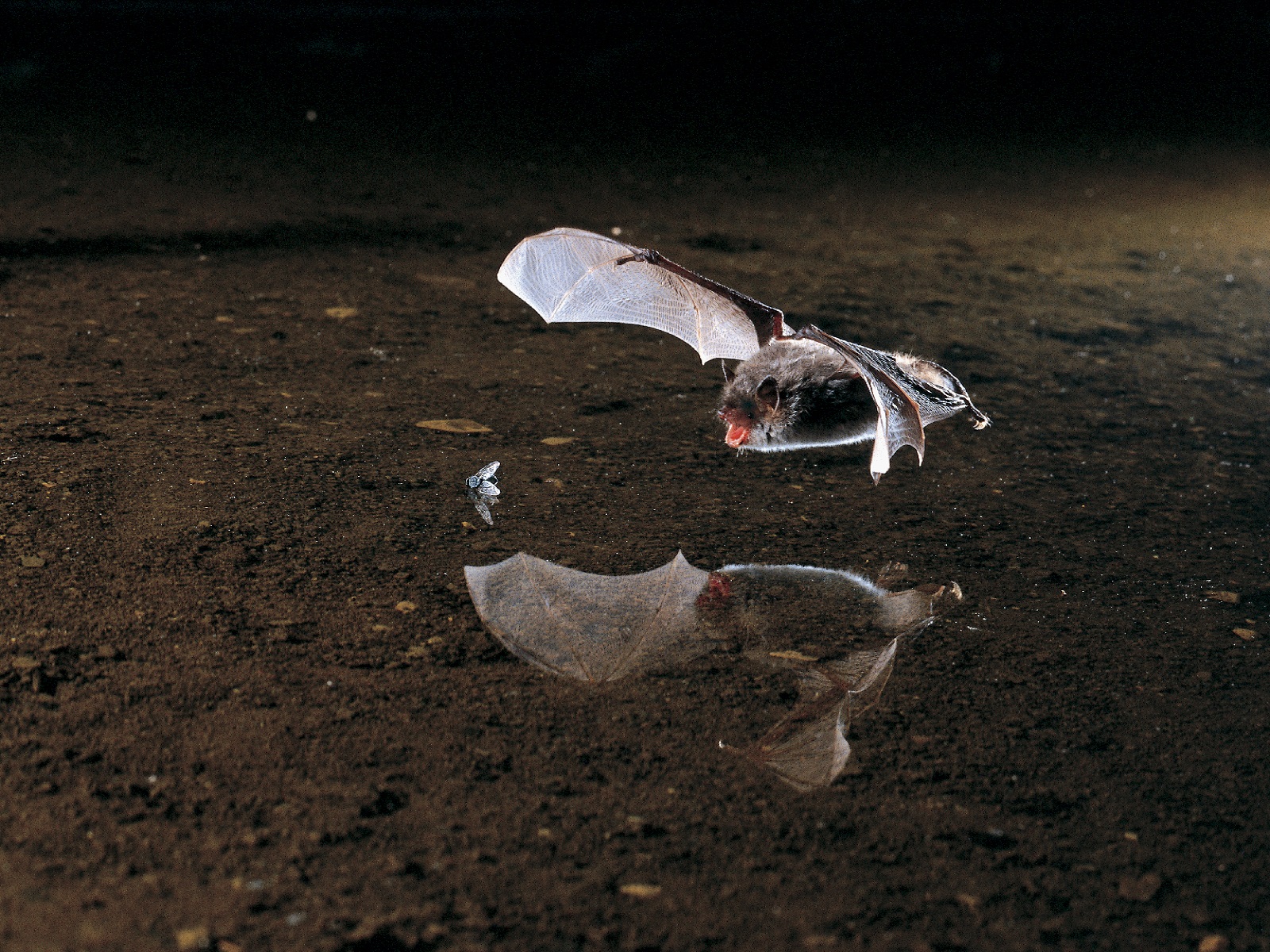 Wasserfledermaus auf Beutefang. (Foto: NABU/Dietmar Nill - Alle weiteren Fotos: Carola Pfeiffer)