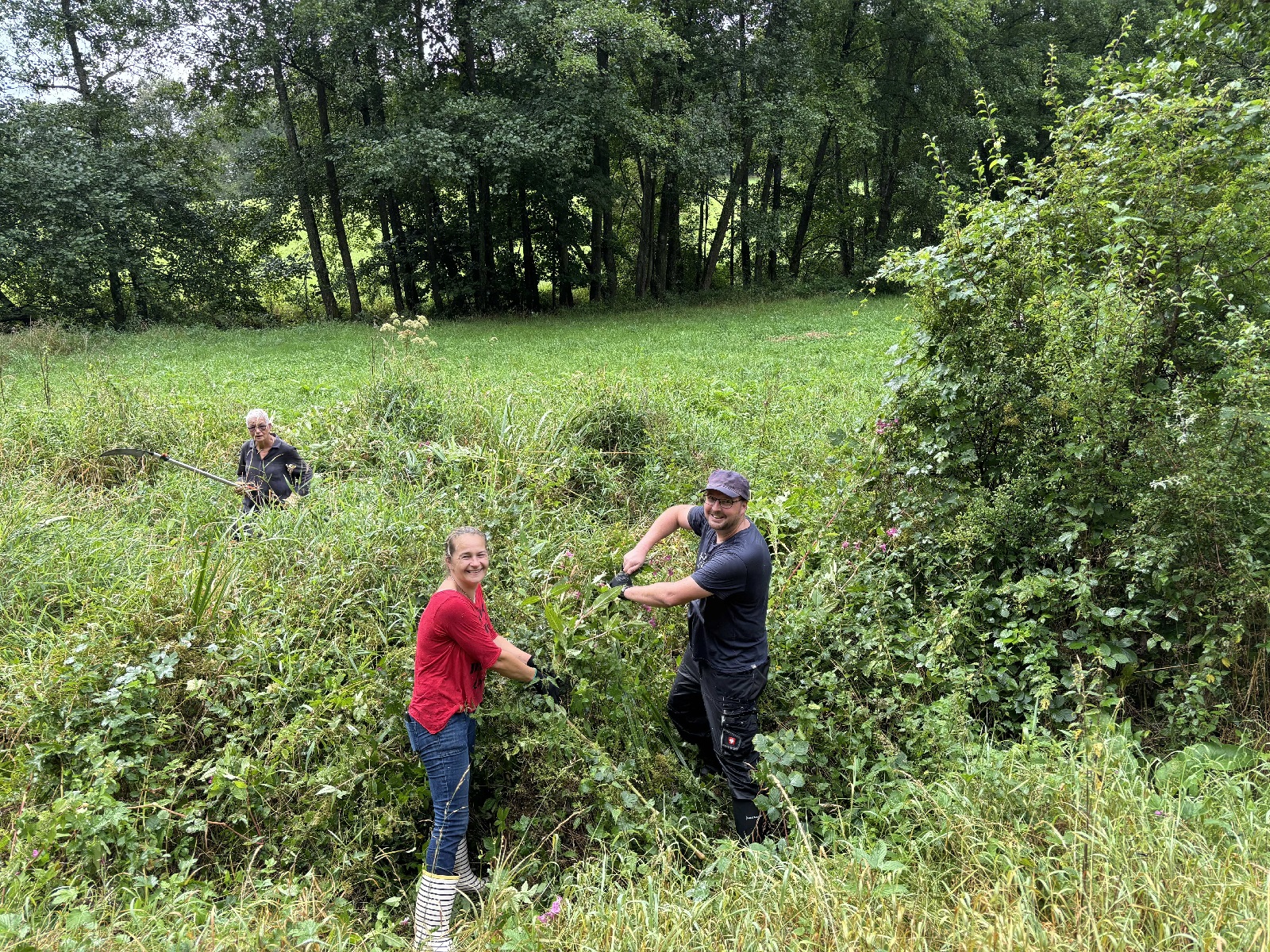 Freiwillige in Puderbach kmpfen gegen die invasive Springkraut-Ausbreitung