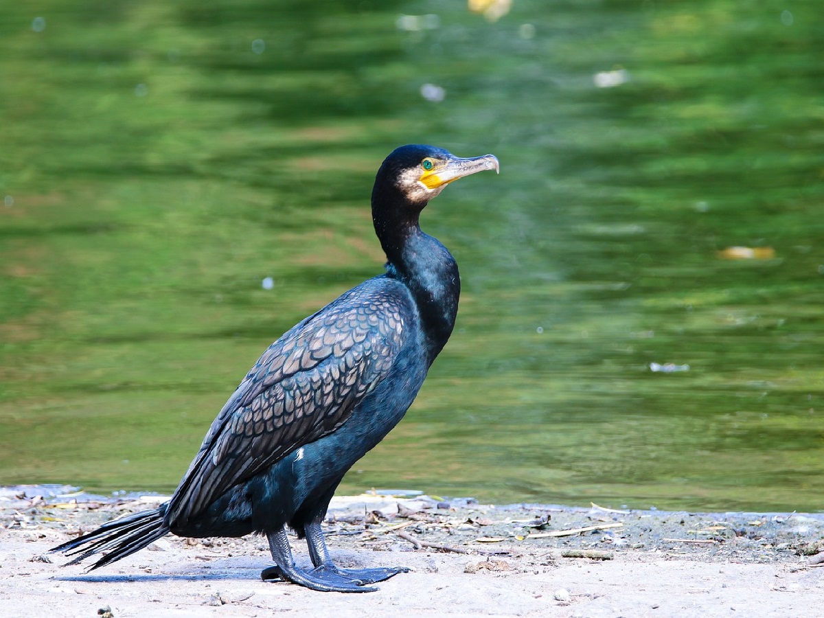 Kormoran - NABU Bad Marienberg: Naturschutz der Zukunft bedarf differenzierter Anstze