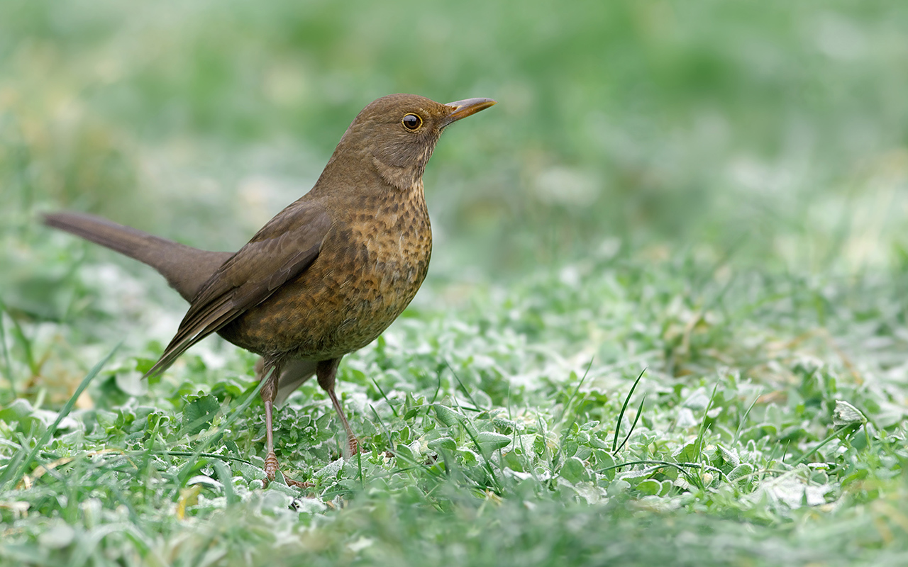 Amseln und weitere Vgel lassen sich bei der Wanderung beobachten. (Foto: Verein Ebertseifen Lebensrume)