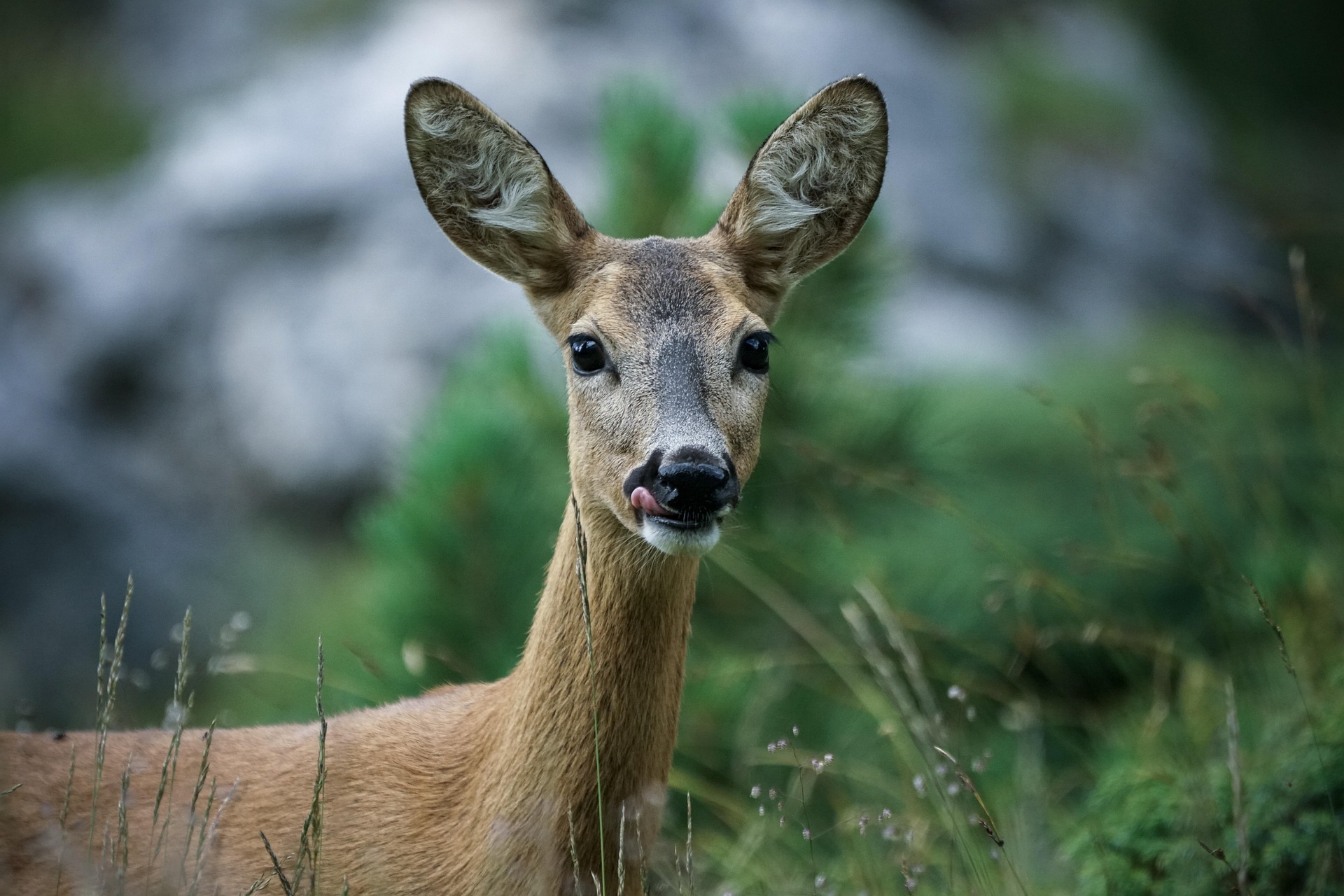 Verdacht auf Jagdwilderei: Rehdecke mit Einschussloch in Rheinbrohl gefunden