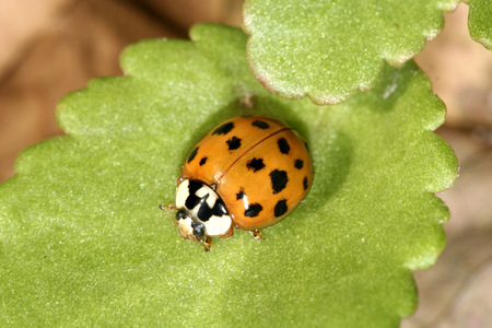 Halbzeit beim Insektensommer" des NABU