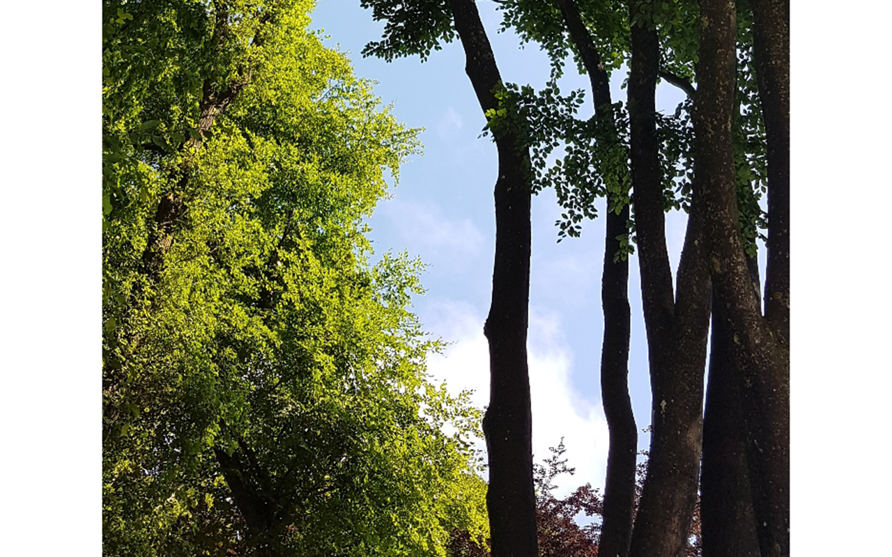 Die Bume auf dem Rmergraben sind extrem dem Wind ausgesetzt und leiden somit unter Trockenstress. Sie verlieren ihre Feinaststruktur und knnen sich gegen Pilze und Schdlinge kaum noch wehren. (Foto: Frank Krause)