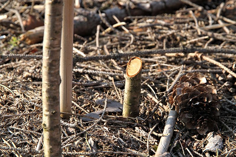 Rund 70 Jungbume wurden im Stadtwald kurz ber dem Boden abgeschnitten. Fotos: Stadt Bad Honnef