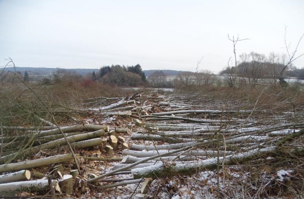 Krzlich wurden die Bume einer ehemaligen Baumschule an der B 54 vor Rennerod auf einer Flche von mehr als einem Hektar gefllt. (Foto: privat)