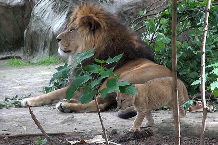 Berberlwen im Zoo Neuwied haben erneut Nachwuchs