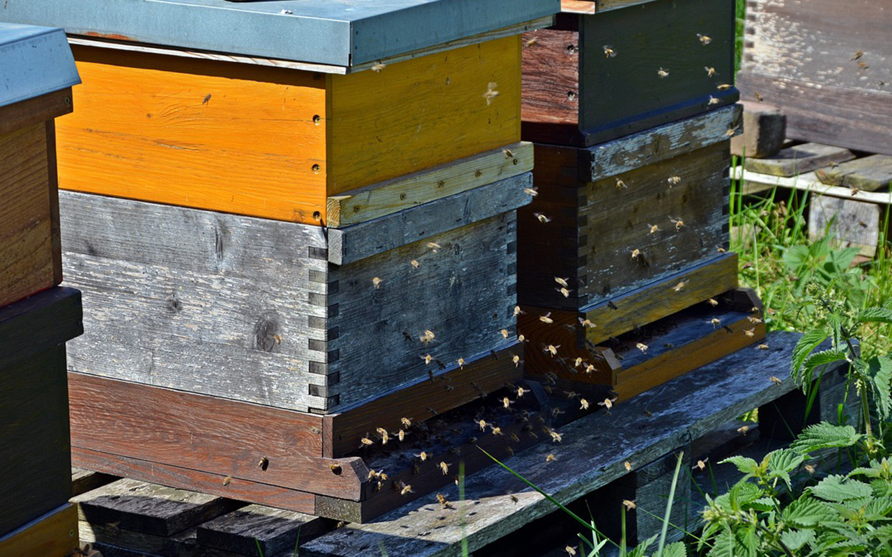 Unbekannte beschdigten Bienenstcke in Altenkirchen