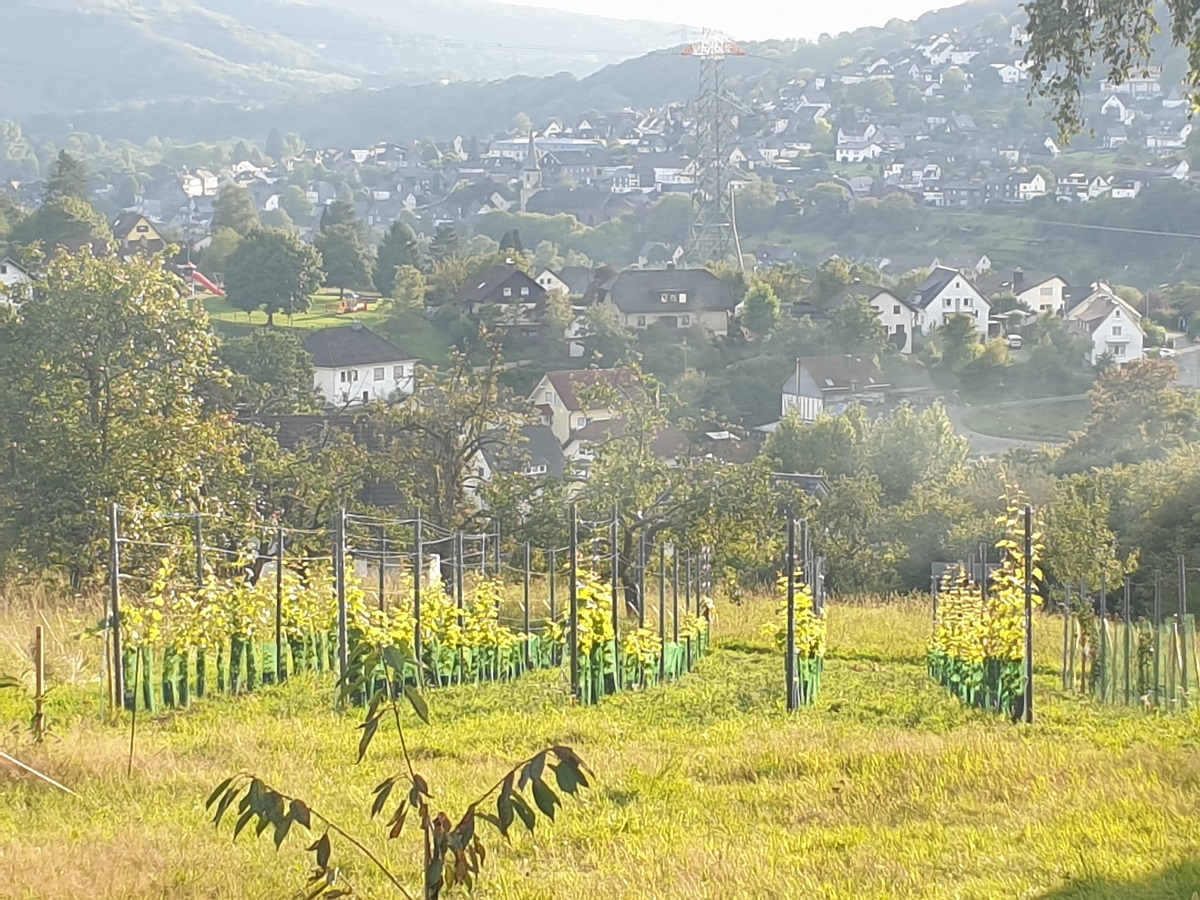 Drittes Obstgartenfest in der Birker Obstplantage