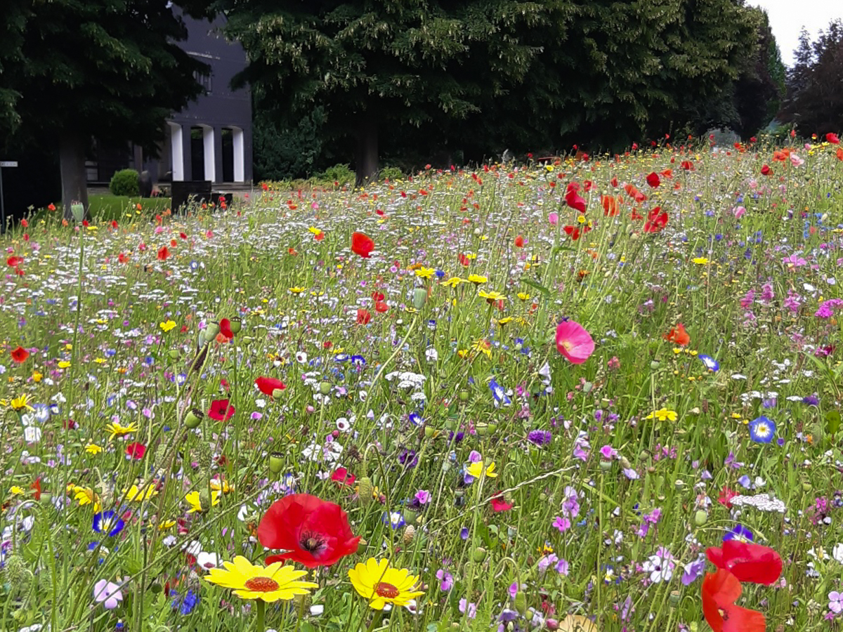 So erblhten ber den Sommer vielerorts die Friedhofsflchen. (Foto: Kreisverwaltung)