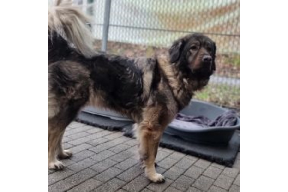 "Bonnie" sucht ein liebevolles zu Hause. (Foto: Tierheim Ransbach-Baumbach)