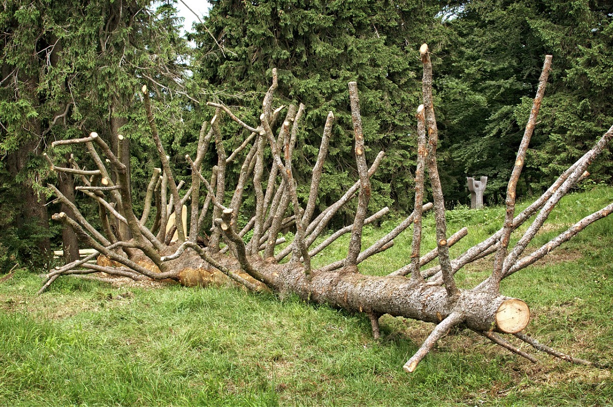 Umgestrzter Baum verursachte Stromausfall in Teiles des Kreises Neuwied