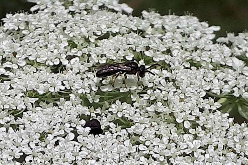 Brgerliste Neuwied: Antrag zum Insektenschutz vor Umsetzung