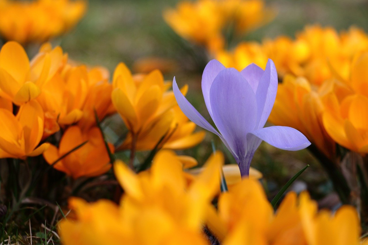 Was blht denn da? Kinder entdecken die Natur. (Symbolfoto)