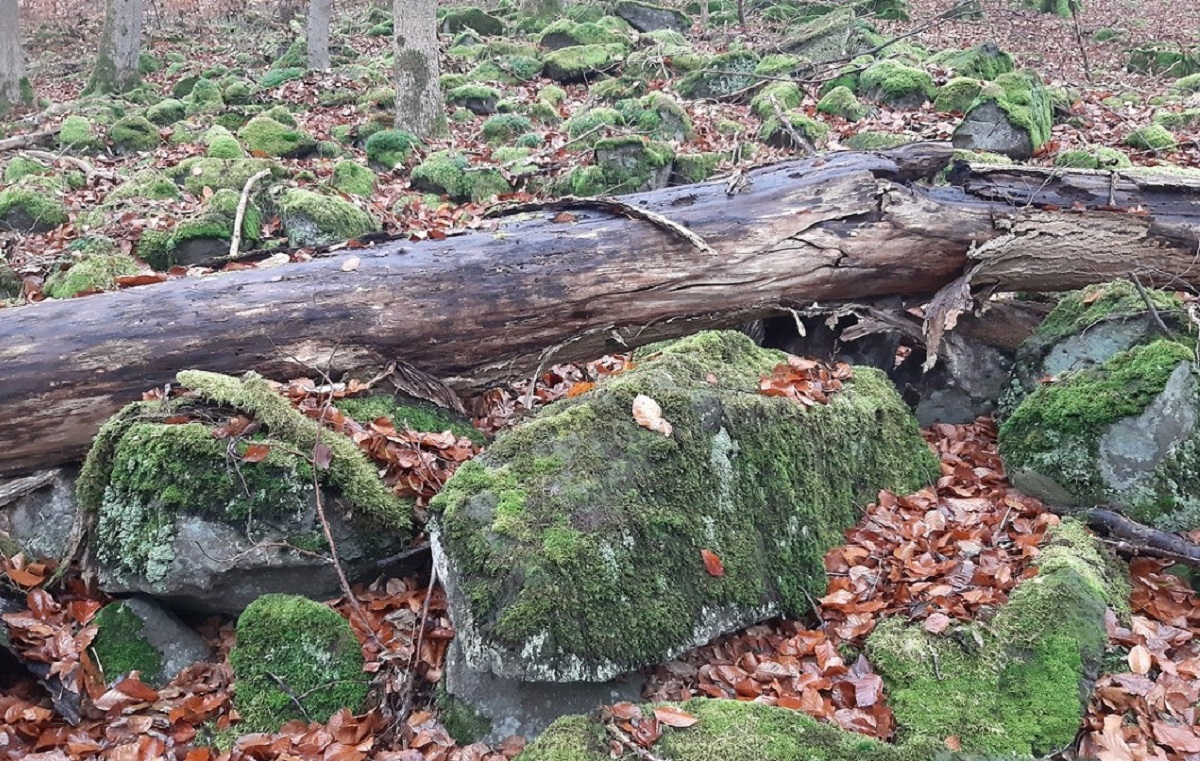 Das Naturschutzgebiet Nauberg bietet zahlreichen Tier- und Pflanzenarten einen geeigneten Lebensraum. (Foto: SGD Nord / Stefan Backes)