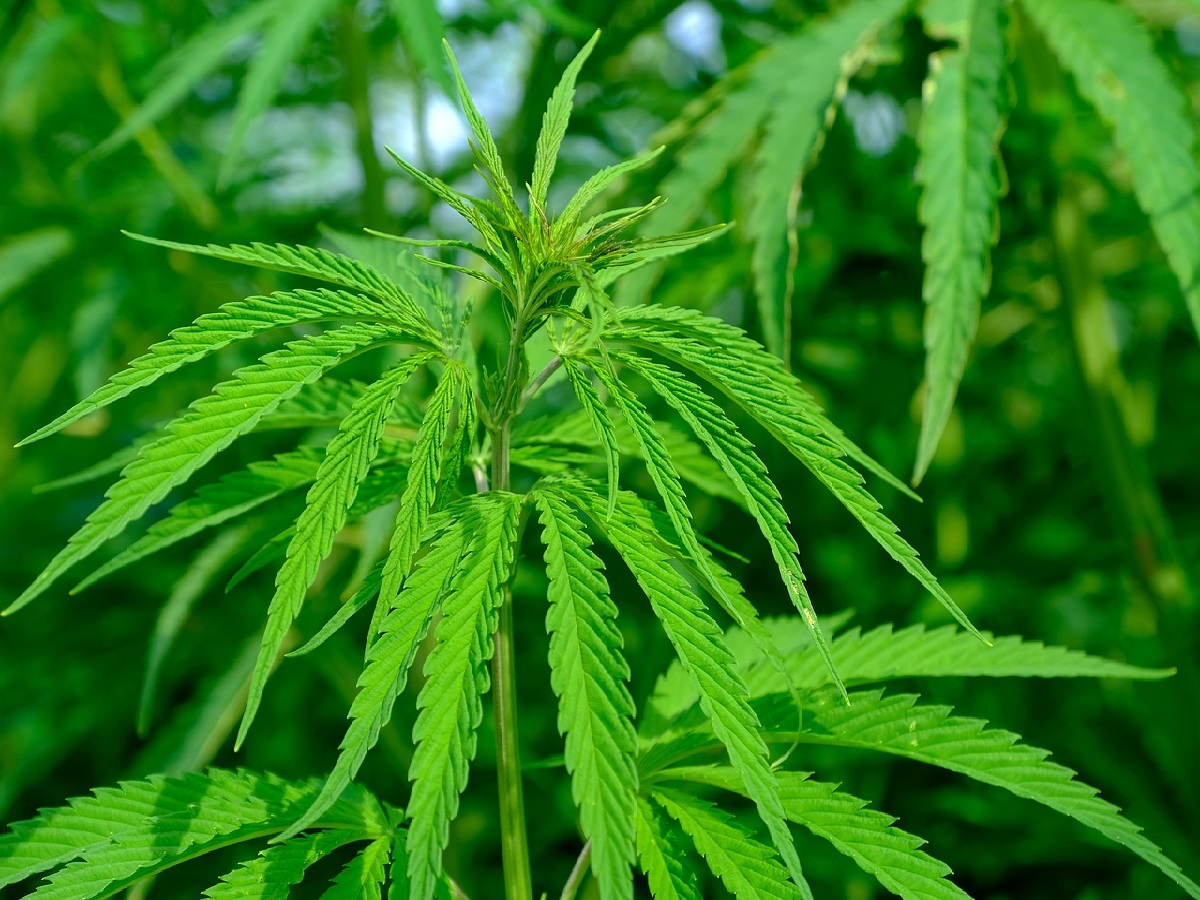 Versto gegen das Gesetz: Polizei entdeckt Cannabispflanzen in Rheinbrohler Haushalt