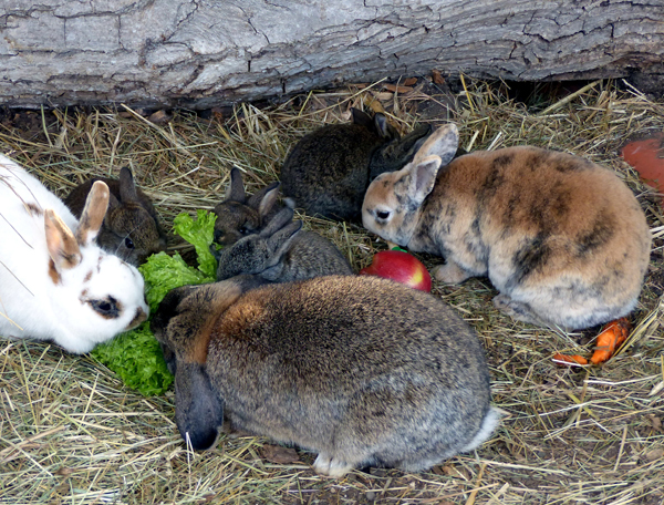 Wie gehts dem Neuwieder Osterkaninchen im Zoo?