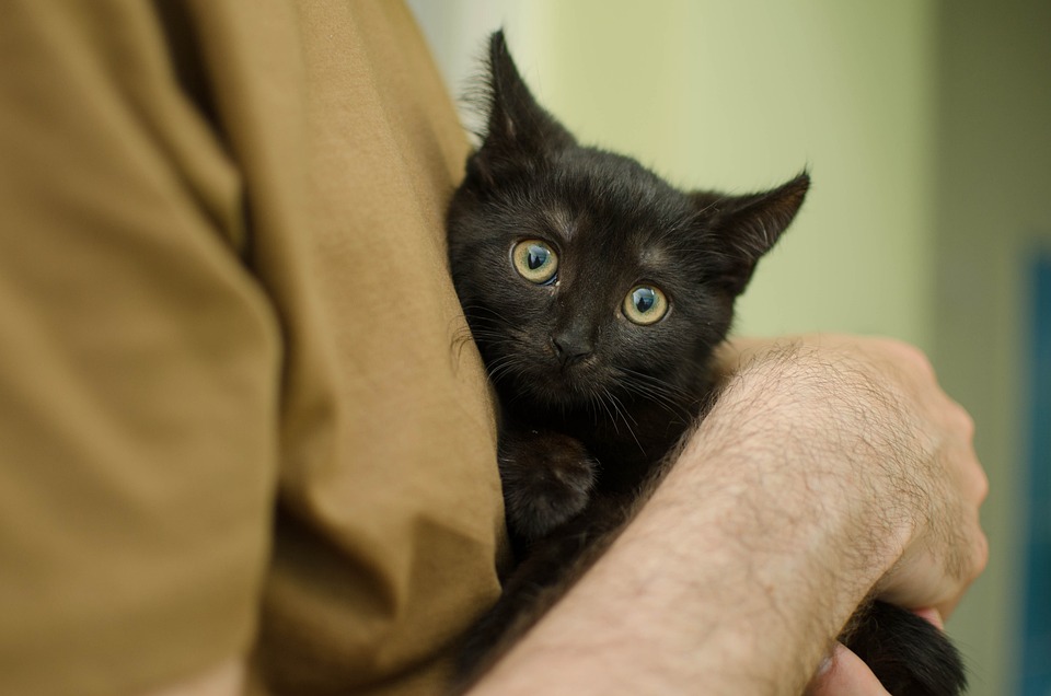 Bad Hnningen: Verletzte Katze konnte gerettet werden