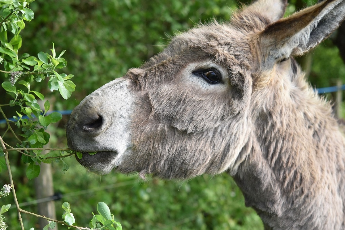 Eselkurse Online mit dem Haus Felsenkeller