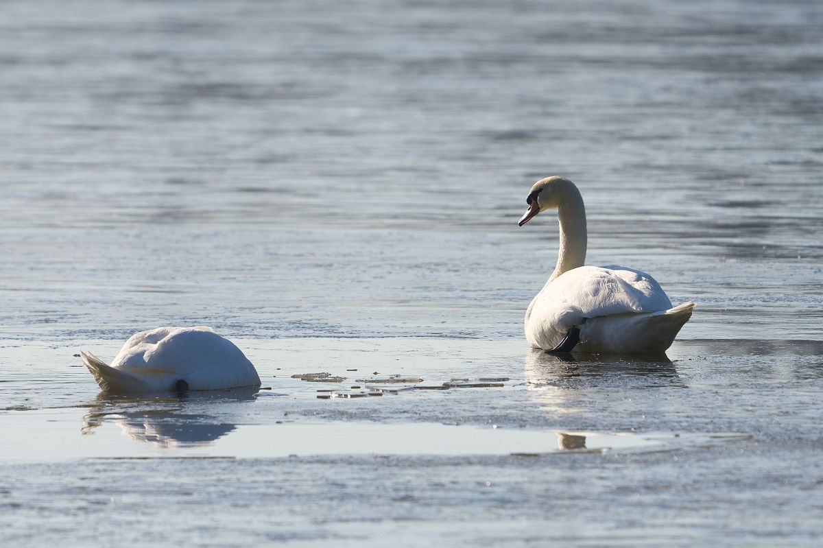 Tauwetter am Dreifelder Weiher. (Foto: Thomas Frey/dpa)