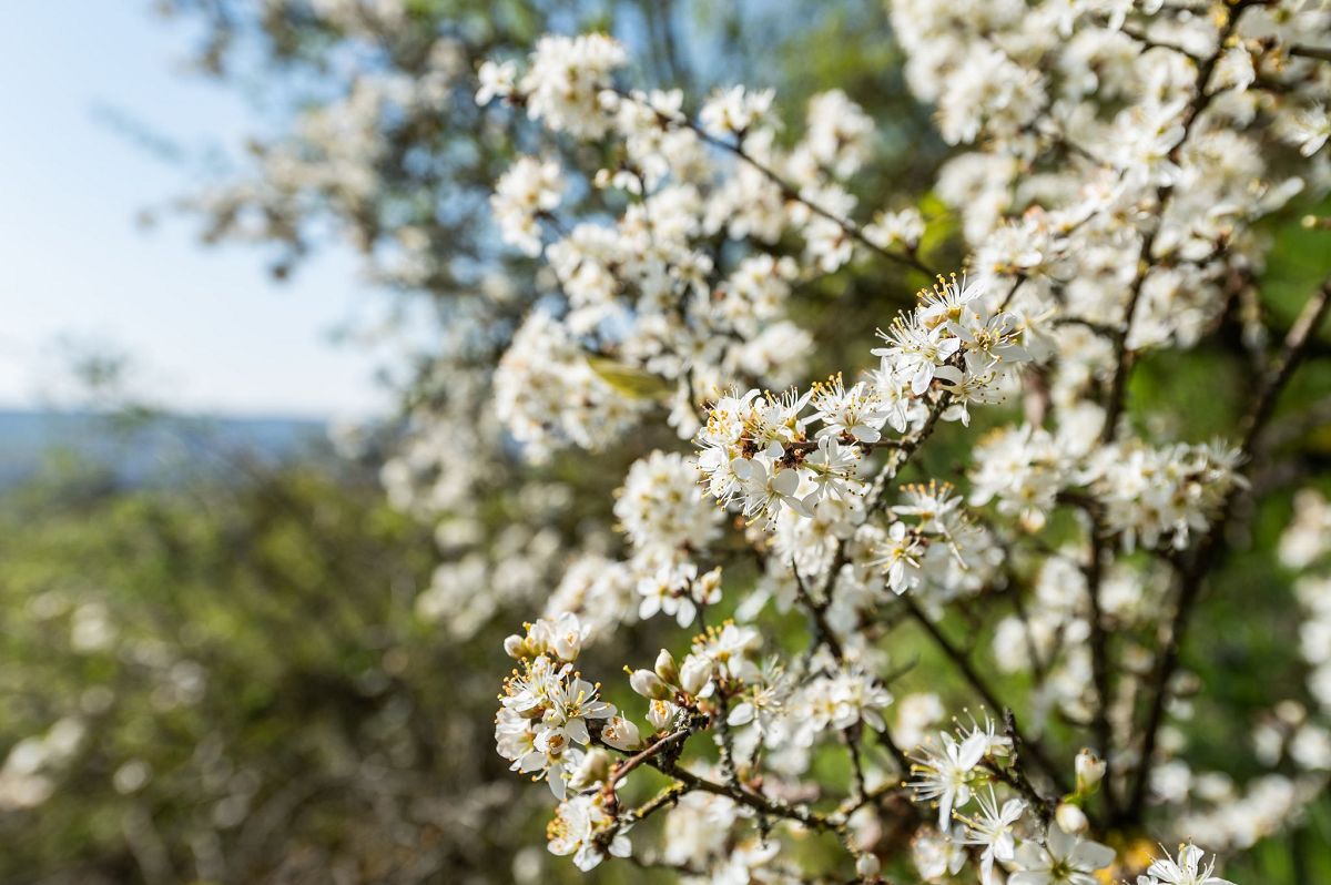 Sonnige Aussichten fr Rheinland-Pfalz: Frhlingswetter im Anmarsch