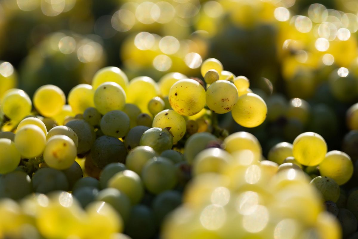 Weniger Wein in Deutschland - Rheinhessen und Pfalz trotzen dem Trend