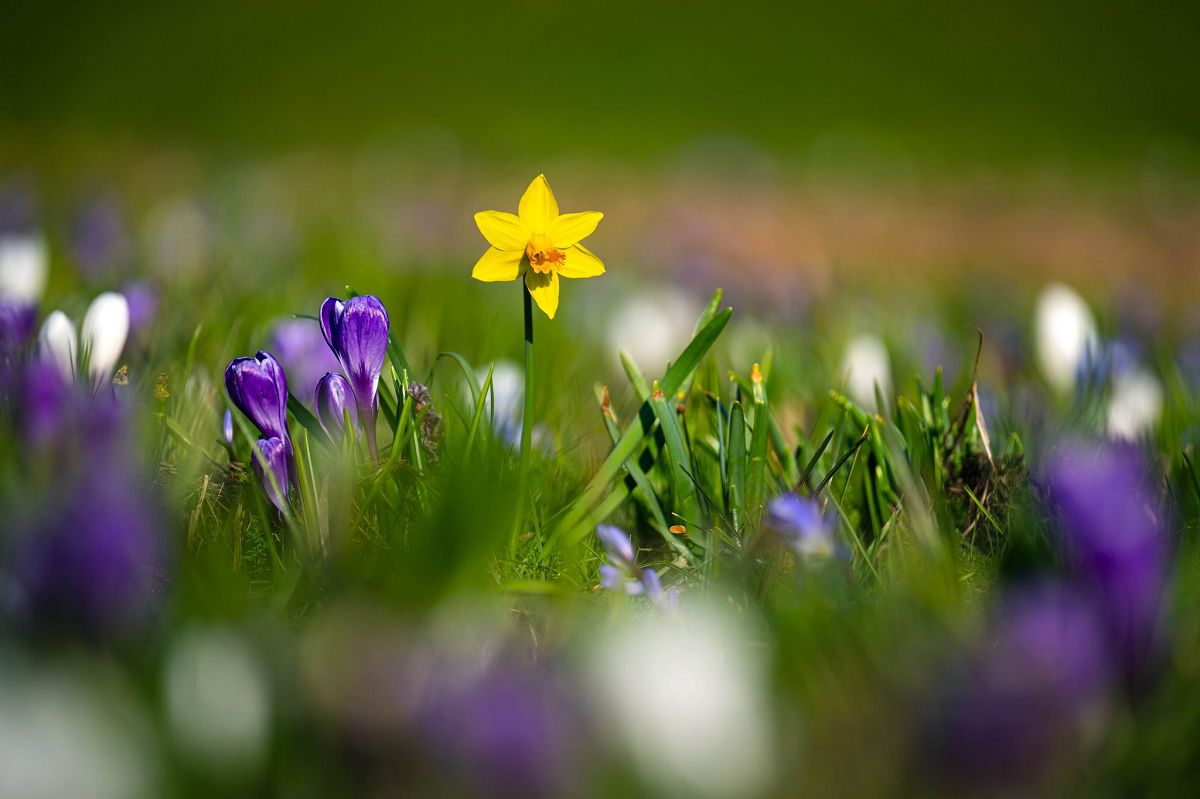 Frhlingswetter in Rheinland-Pfalz: Sonne, Regen und milde Temperaturen