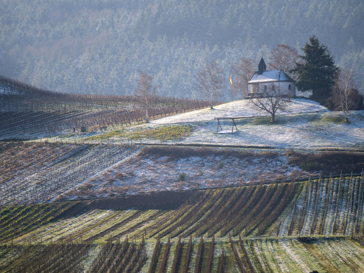 Weinberg. (Foto: Harald Tittel/dpa)