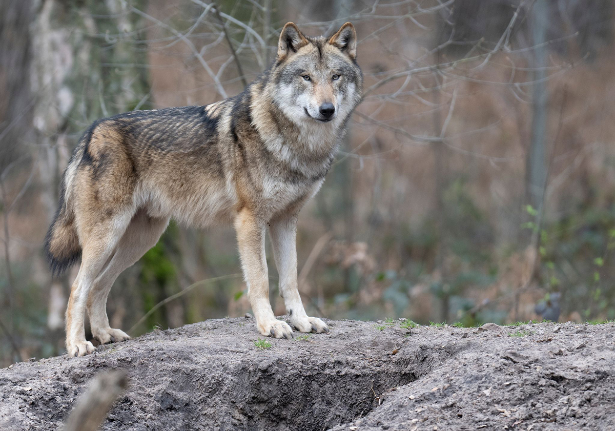 Wolfsrudel in Rheinland-Pfalz. Foto: Boris Roessler/dpa