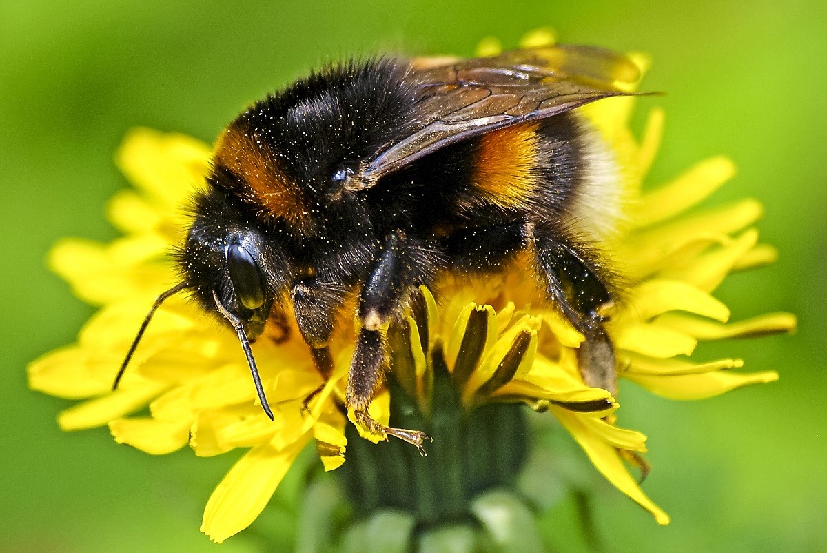 NABU-Insektensommer: Zhl mal, wer da summt - in die Welt der Insekten eintauchen