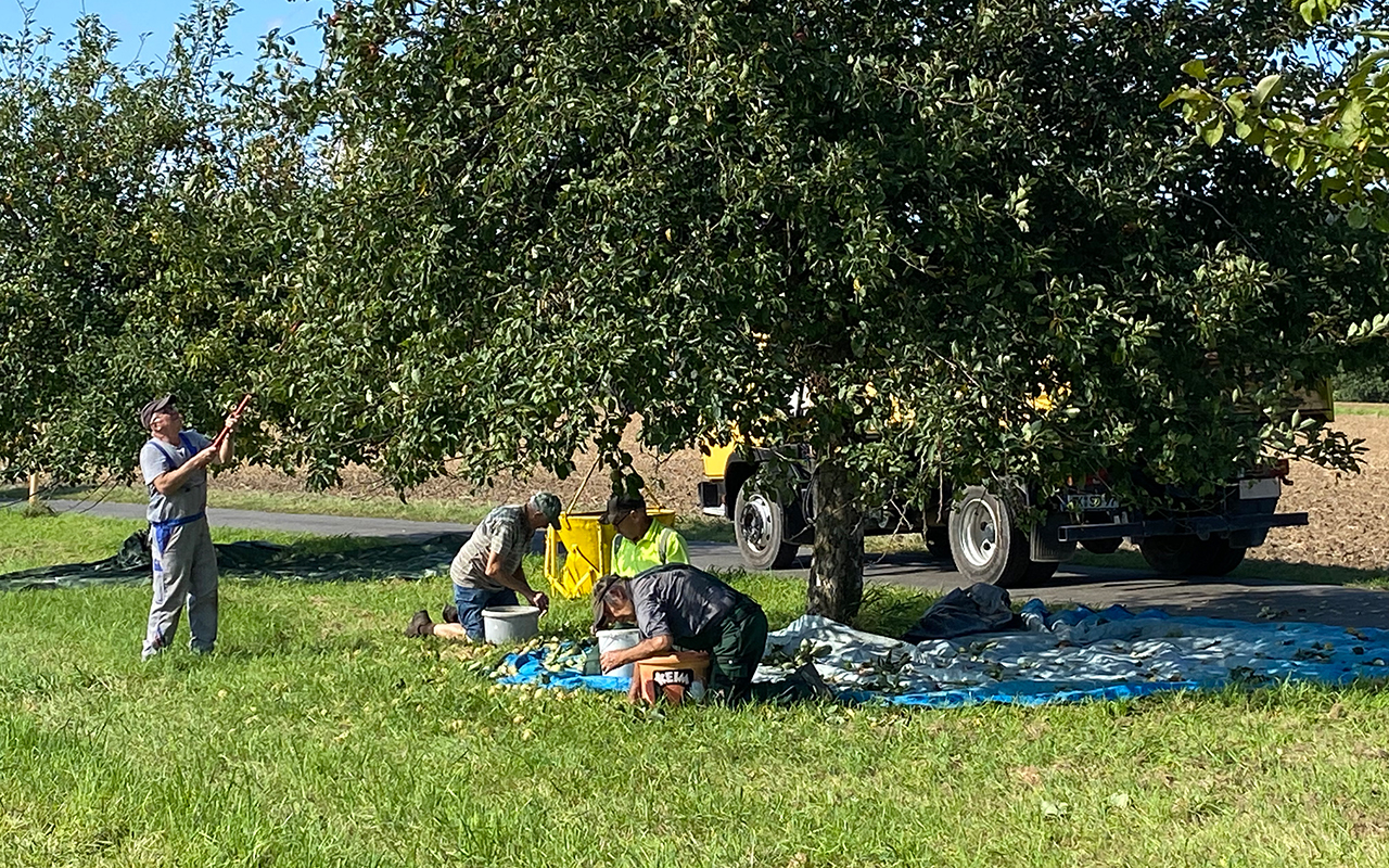 Fleiige Helfer ernten 2,9 Tonnen pfel in Pracht